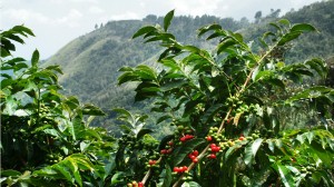 Arbre à café Blue Mountain