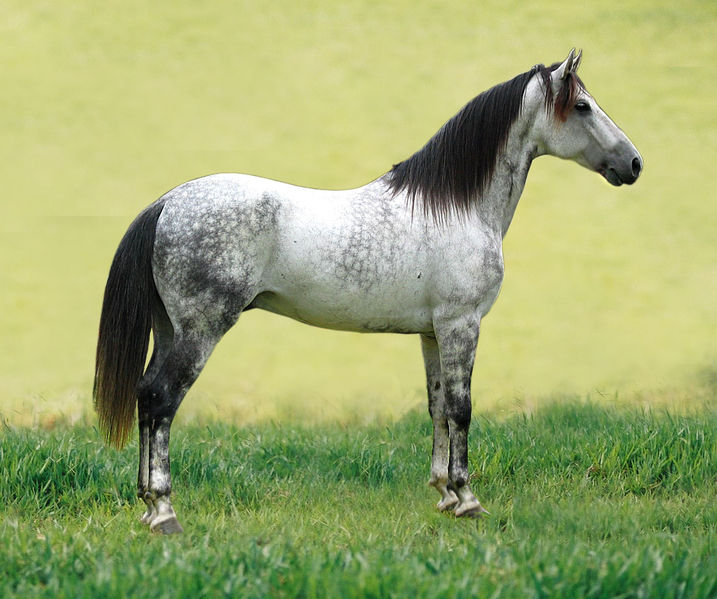 Apprenez à mieux comprendre le cheval avec un stage d’initiation à l’équitation éthologique