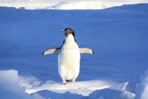 Site pénalisé par Pingouin ? Que faire ?