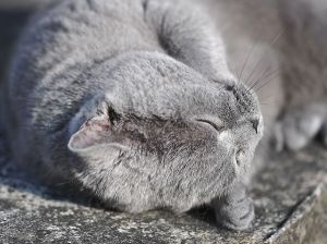 Acheter un British Shorthair : quel est le prix d’un chaton ?