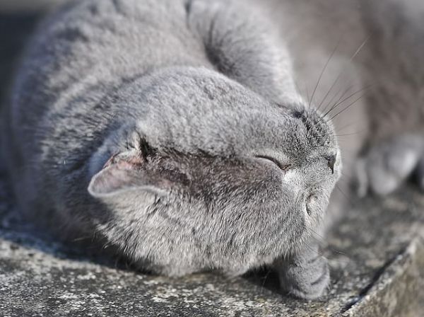 Acheter un British Shorthair : quel est le prix d’un chaton ?
