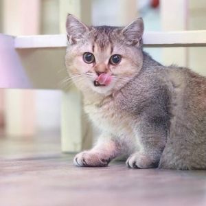 Adoption de chaton de race British Shorthair