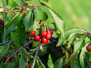Quand doit-on planter ses arbres fruitiers ?