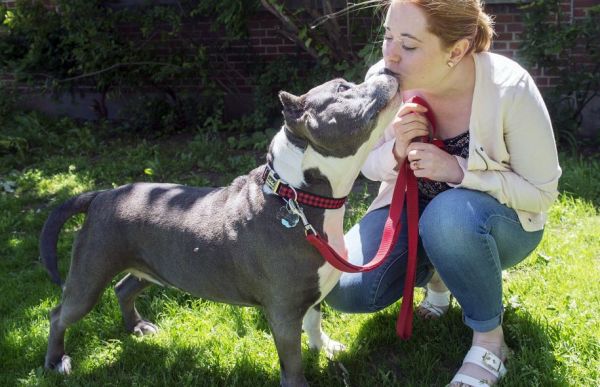 Fini l’adoption de Pitbull à Montréal, la SPCA s’inquiète
