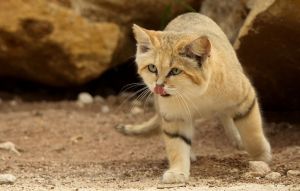 A la découverte du chat des sables