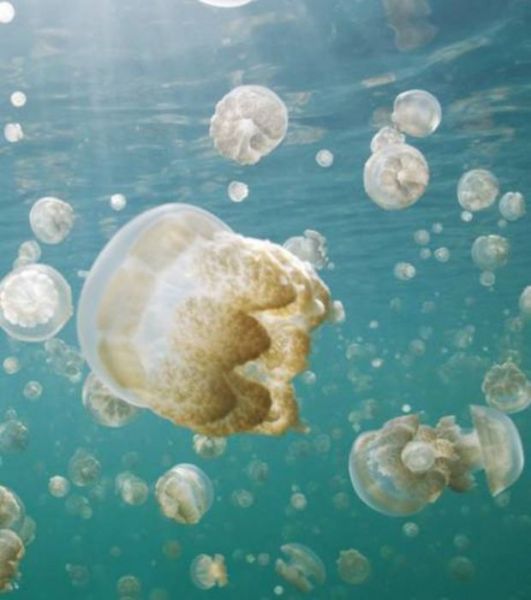 les-meduses-dorees-suivent-les-rayons-du-soleil-au-quotidien-pour-leur-survie-credit-photo-national-geographic_20211_w620