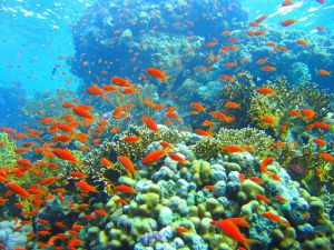 Les océans, victimes du réchauffement climatique