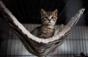 Insolite, un hôtel 5 étoiles pour les chats en Bretagne !