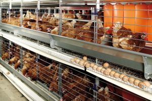 Elevage de poules en batterie dans des conditions exécrables à Chauché