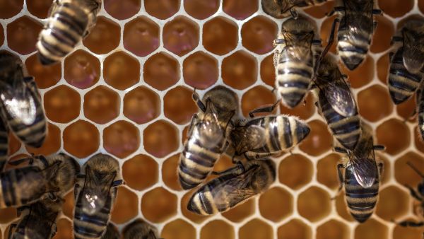 Est-il possible d’être apiculteur amateur ?