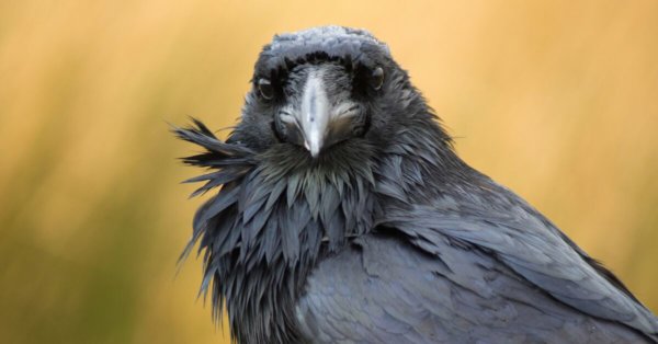 5 faits qui démontrent l’intelligence des corbeaux