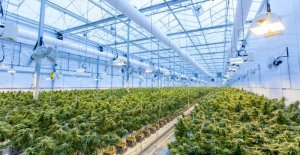 Top 5 des fleurs de CBD les plus puissantes en France