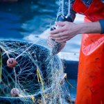 Pêche traditionnelle au pélagique : les méthodes