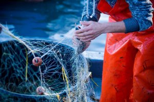 Pêche traditionnelle au pélagique : les méthodes